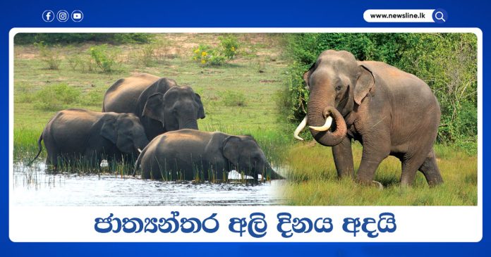World Elephant Day