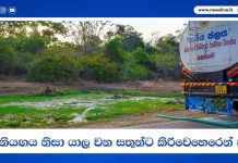 දැඩි නියඟය නිසා යාල වන සතුන්ට කිරිවෙහෙරෙන් ජලය