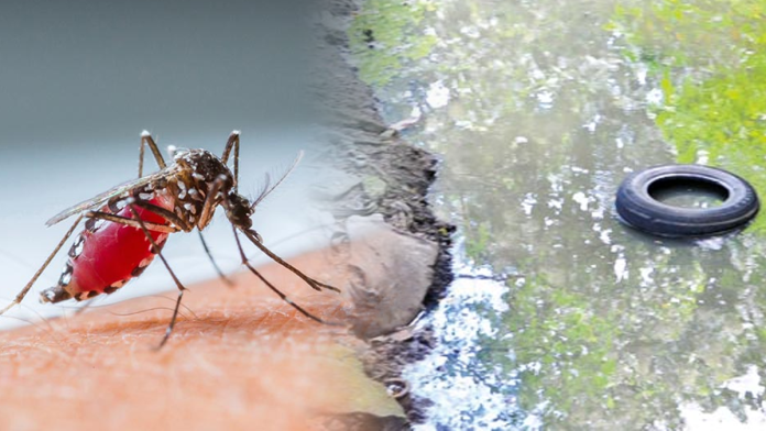dengue patients sri lanka