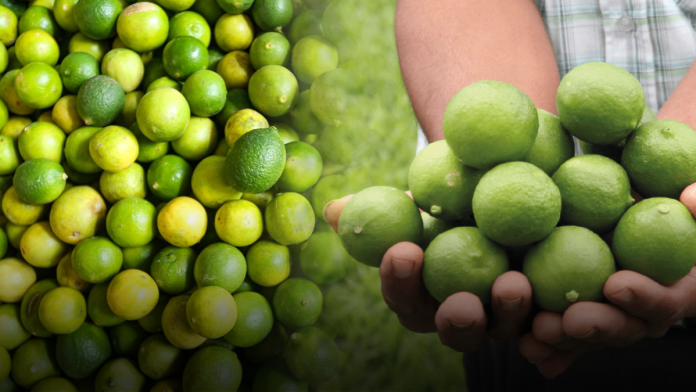 lime price up