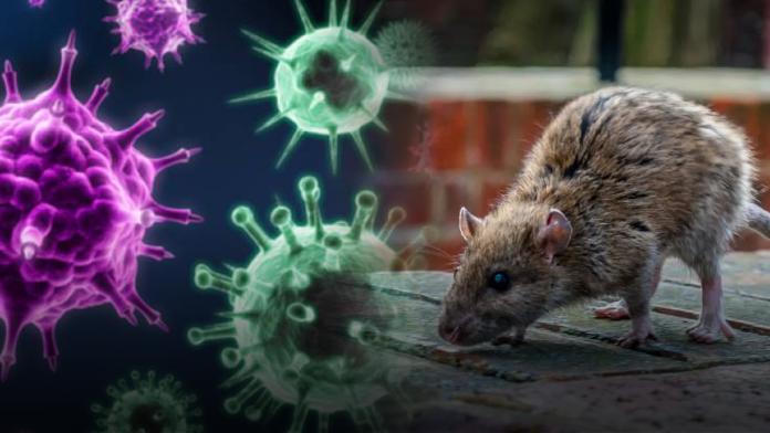 rat fever