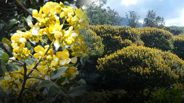 kahakona flowers