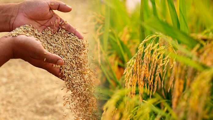 Paddy Seed Stock