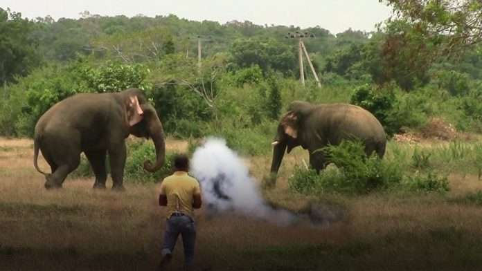 Department of Wildlife Conservation