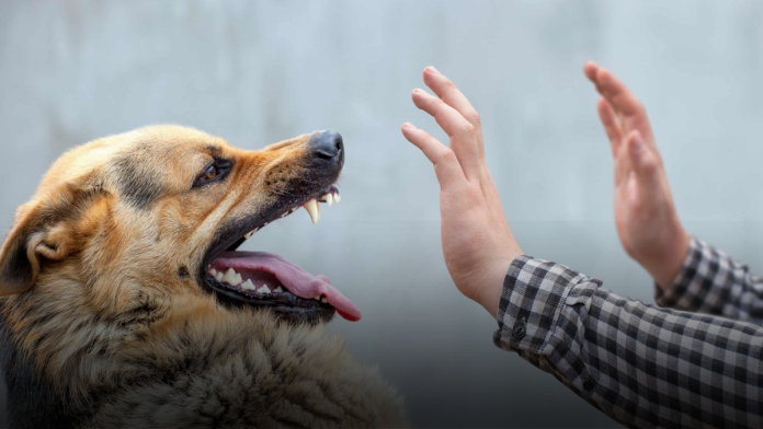 Dog Bite Accidents