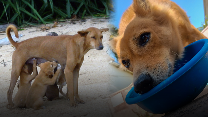 Street Dog Population