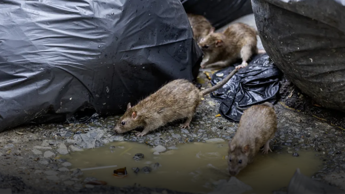 Rat Fever