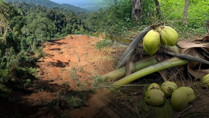 Compensation for Coconut Trees