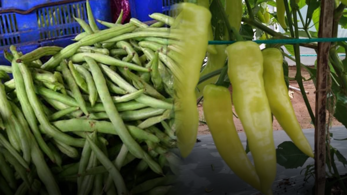 vegetable prices