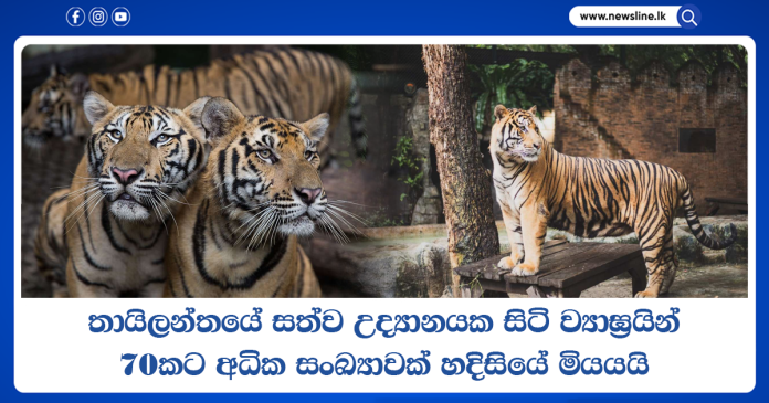 Tiger Kingdom