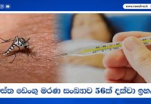 සමස්ත ඩෙංගු මරණ සංඛ්යාව 56ක් දක්වා ඉහළට